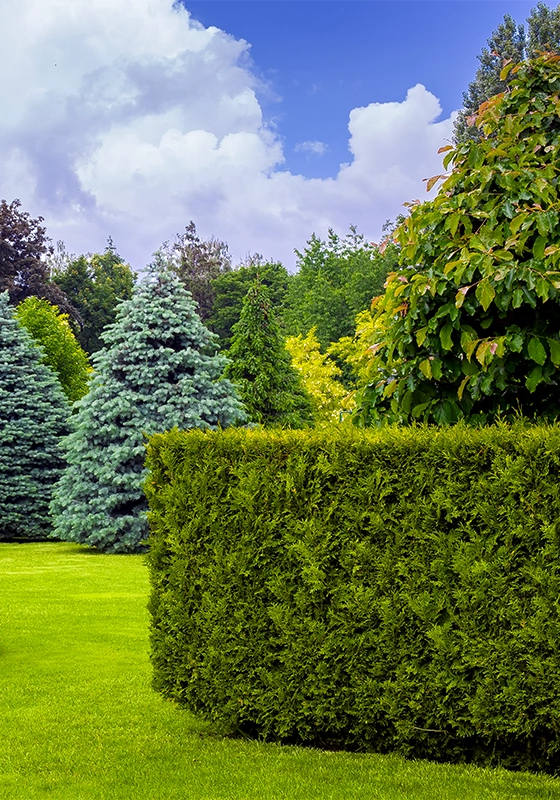 aménagement de jardin D'Huison-Longueville, aménagement de jardin Cerny, aménagement de jardin La Ferté-Alais